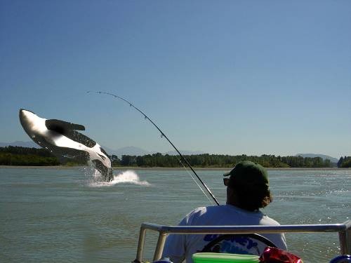 fisch3.jpg